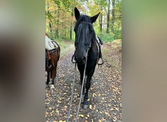 Murgese, Wallach, 7 Jahre, 162 cm, Rappe