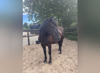 Murgese, Wallach, 7 Jahre, 163 cm, Rappe