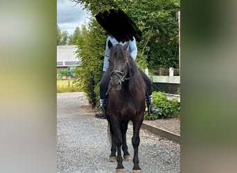 Murgese, Wallach, 7 Jahre, 163 cm, Rappe