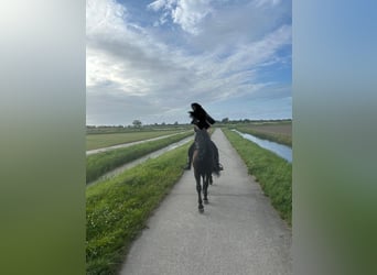 Murgese, Wallach, 7 Jahre, 163 cm, Rappe