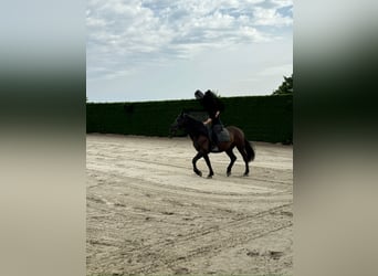 Murgese, Wallach, 7 Jahre, 163 cm, Rappe