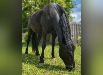 Murgese, Wallach, 8 Jahre, 165 cm, Rappe