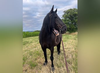 Murgese/caballo de las Murgues, Caballo castrado, 10 años, 158 cm, Negro