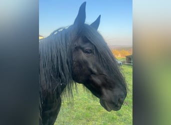 Murgese/caballo de las Murgues, Caballo castrado, 10 años, 158 cm, Negro