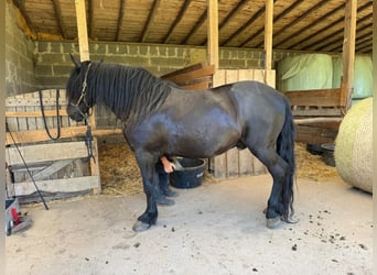 Murgese/caballo de las Murgues, Caballo castrado, 10 años, 158 cm, Negro
