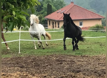 Murgese/caballo de las Murgues, Caballo castrado, 10 años, 165 cm, Negro