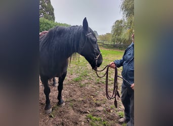 Murgese/caballo de las Murgues, Caballo castrado, 10 años, 165 cm, Negro