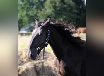 Murgese/caballo de las Murgues, Caballo castrado, 2 años, 163 cm, Negro