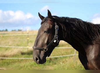 Murgese/caballo de las Murgues, Caballo castrado, 2 años, 163 cm, Negro