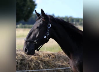Murgese/caballo de las Murgues, Caballo castrado, 2 años, 163 cm, Negro