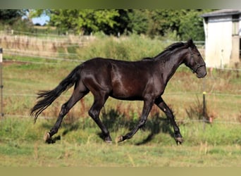 Murgese/caballo de las Murgues, Caballo castrado, 2 años, 163 cm, Negro