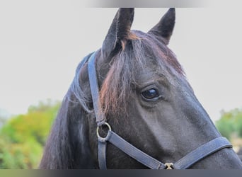 Murgese/caballo de las Murgues, Caballo castrado, 3 años, 157 cm, Negro