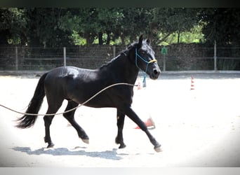 Murgese/caballo de las Murgues, Caballo castrado, 3 años, 161 cm, Negro