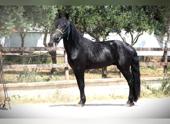 Murgese/caballo de las Murgues, Caballo castrado, 3 años, 161 cm, Negro