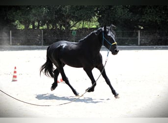 Murgese/caballo de las Murgues, Caballo castrado, 3 años, 161 cm, Negro