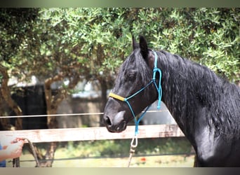 Murgese/caballo de las Murgues, Caballo castrado, 3 años, 161 cm, Negro