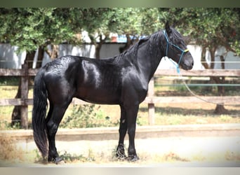 Murgese/caballo de las Murgues, Caballo castrado, 3 años, 161 cm, Negro
