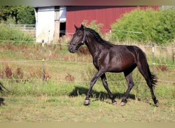 Murgese/caballo de las Murgues, Caballo castrado, 3 años, 163 cm, Negro