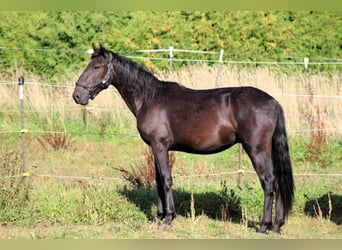 Murgese/caballo de las Murgues, Caballo castrado, 3 años, 163 cm, Negro
