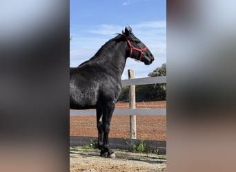 Murgese/caballo de las Murgues, Caballo castrado, 3 años, 164 cm, Negro