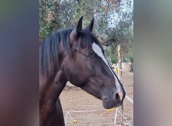 Murgese/caballo de las Murgues Mestizo, Caballo castrado, 4 años, 148 cm, Negro