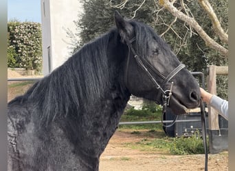 Murgese/caballo de las Murgues, Caballo castrado, 4 años, 159 cm, Negro