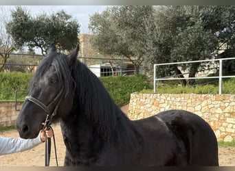 Murgese/caballo de las Murgues, Caballo castrado, 4 años, 159 cm, Negro