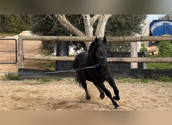 Murgese/caballo de las Murgues, Caballo castrado, 4 años, 159 cm, Negro