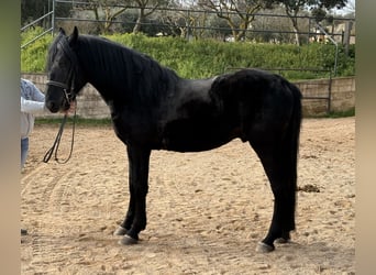 Murgese/caballo de las Murgues, Caballo castrado, 4 años, 159 cm, Negro
