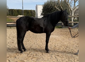 Murgese/caballo de las Murgues, Caballo castrado, 4 años, 159 cm, Negro