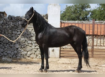 Murgese/caballo de las Murgues, Caballo castrado, 4 años, 160 cm, Negro