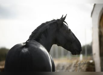 Murgese/caballo de las Murgues, Caballo castrado, 4 años, 164 cm, Negro