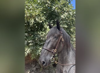 Murgese/caballo de las Murgues, Caballo castrado, 5 años, 157 cm, Ruano azulado