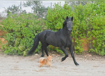 Murgese/caballo de las Murgues, Caballo castrado, 5 años, 164 cm, Negro