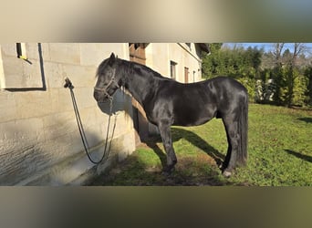 Murgese/caballo de las Murgues, Caballo castrado, 6 años, 157 cm, Negro