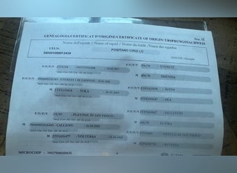 Murgese/caballo de las Murgues, Caballo castrado, 7 años, 157 cm, Negro