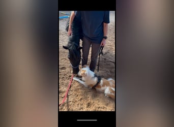 Murgese/caballo de las Murgues, Caballo castrado, 7 años, 160 cm, Negro