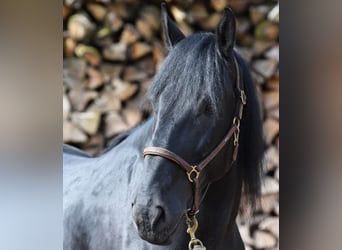 Murgese/caballo de las Murgues, Caballo castrado, 8 años, 167 cm, Negro