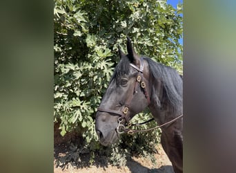 Murgese/caballo de las Murgues, Caballo castrado, 8 años, 167 cm, Negro