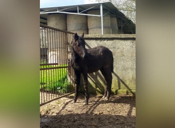 Murgese/caballo de las Murgues, Semental, 1 año, Negro