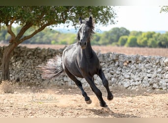 Murgese/caballo de las Murgues, Semental, 2 años, 154 cm, Negro
