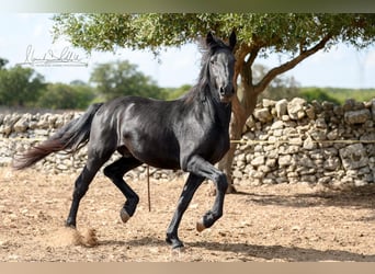 Murgese/caballo de las Murgues, Semental, 2 años, 154 cm, Negro