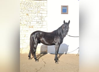 Murgese/caballo de las Murgues, Semental, 2 años, 157 cm, Negro