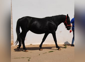 Murgese/caballo de las Murgues, Semental, 2 años, 157 cm, Negro