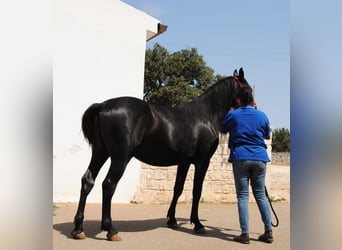 Murgese/caballo de las Murgues, Semental, 2 años, 157 cm, Negro