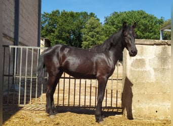 Murgese/caballo de las Murgues, Semental, 2 años, 157 cm, Negro