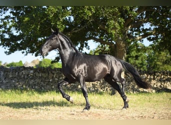 Murgese/caballo de las Murgues, Semental, 2 años, 158 cm, Negro