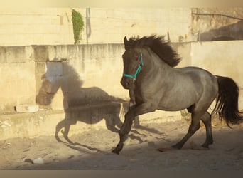 Murgese/caballo de las Murgues, Semental, 2 años, 160 cm