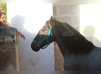 Murgese/caballo de las Murgues, Semental, 2 años, 160 cm