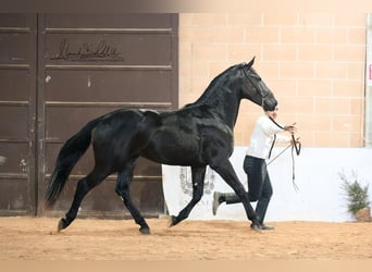 Murgese/caballo de las Murgues, Semental, 2 años, 160 cm, Negro